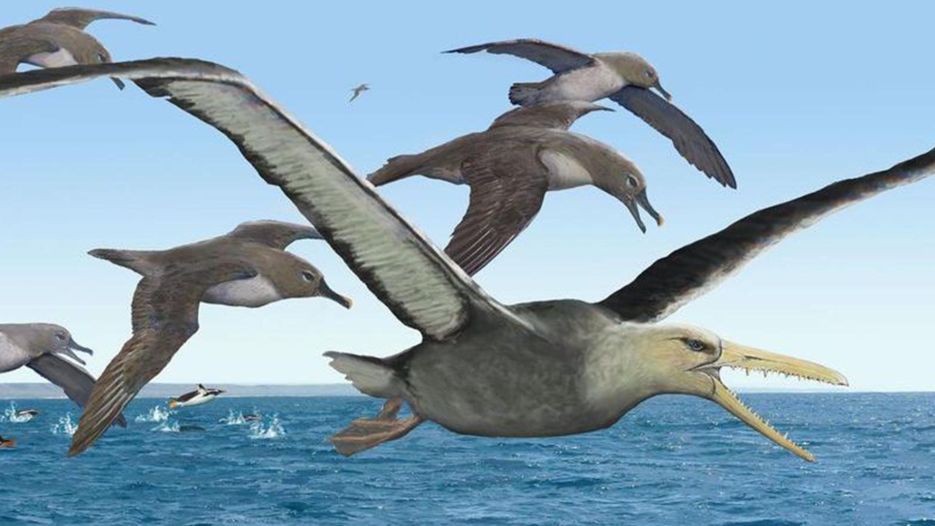 古时期十大最凶猛的鸟类排名，10种最强大的鸟类前十名